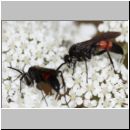 Evagetes alamanicus - Wegwespe m001d 7mm - OS-Hasbergen-Lehmhuegel-det.jpg